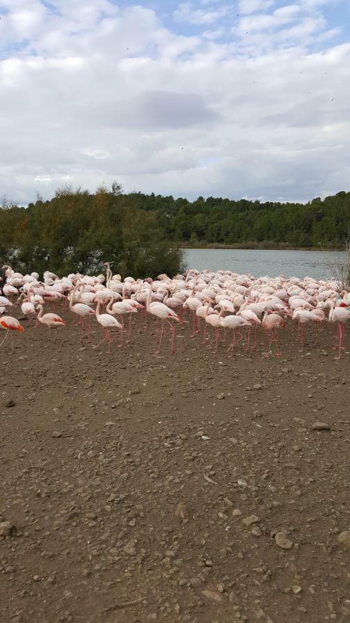 Appartement Le Flamant Rose Пор-ла-Нувель Экстерьер фото